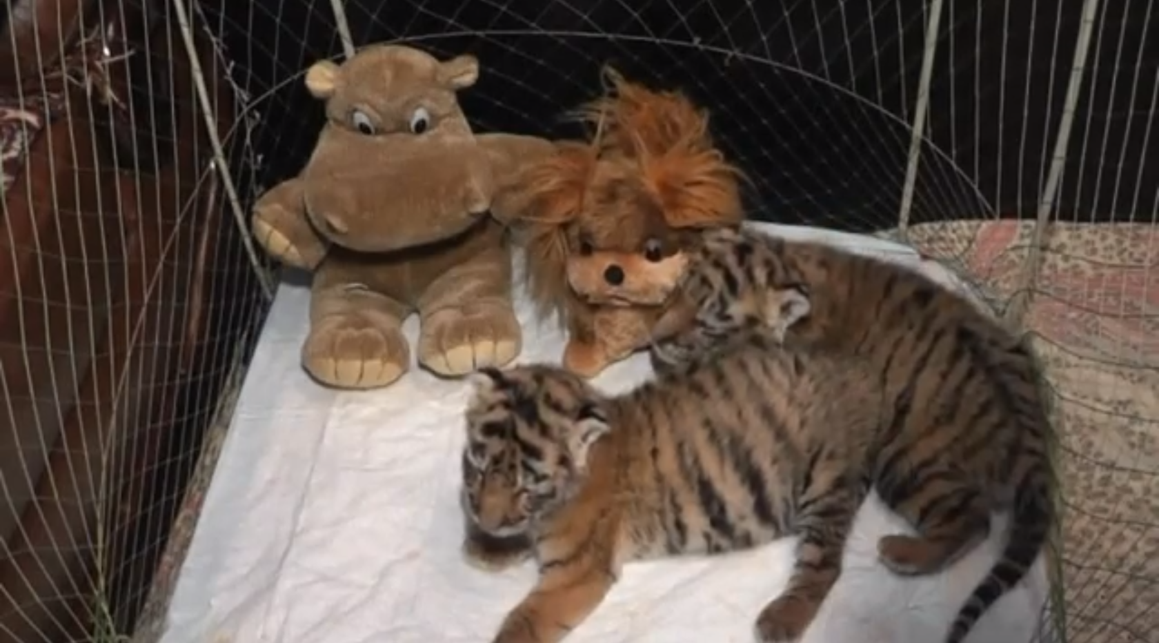 Sibirisk tiger, nyfödda, sibiriska tigrar, Video
