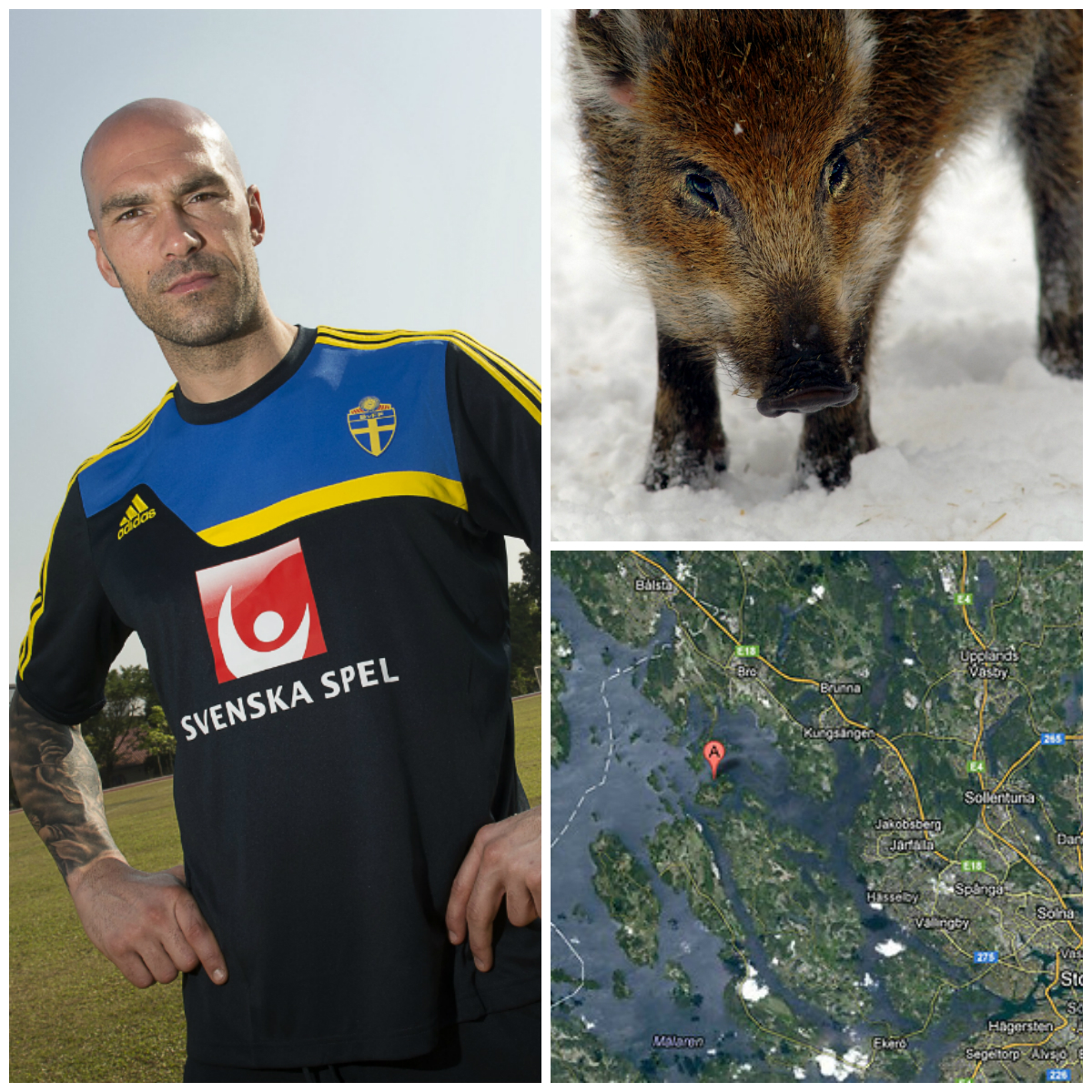 Daniel Majstorovic, Dävensö, Zlatan Ibrahimovic, Jakt