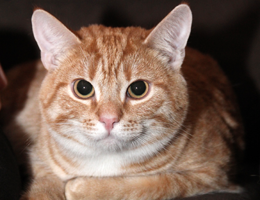 Katter, Sommarkatter