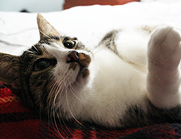 Sommarkatter, Katter