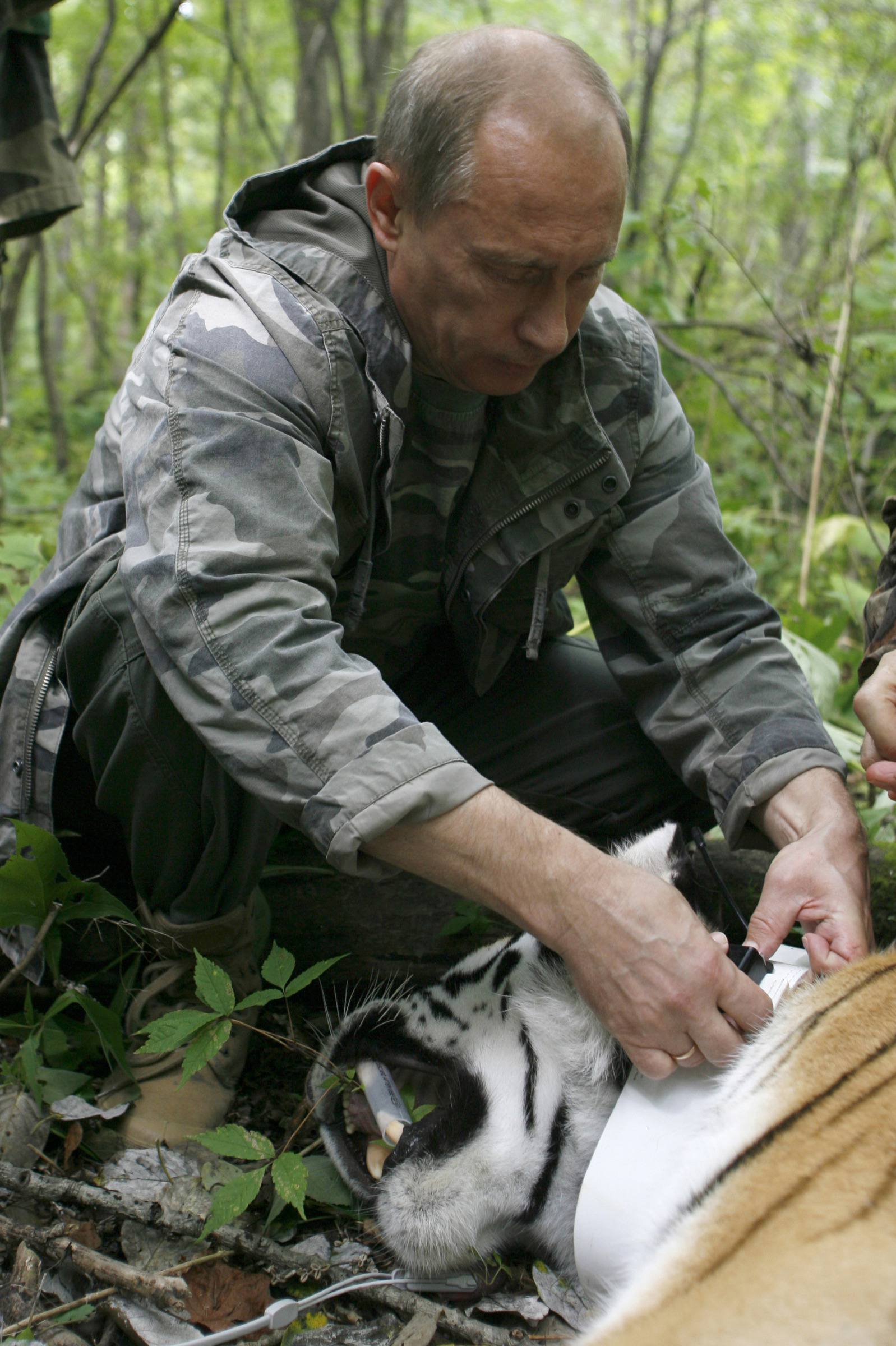 Vladimir Putin, President, Metall, Putin, Video, Wikileaks, Ryssland, bilder, Kastrull, Alfa-Hanne