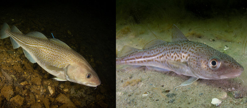 Bilden till höger visar en torsk som de kan se ut när de fiskas upp i Östersjön. När de har levt två år hos Baltic Waters och släpps ut igen har de vuxit till sig och ser ut som bilden till vänster.