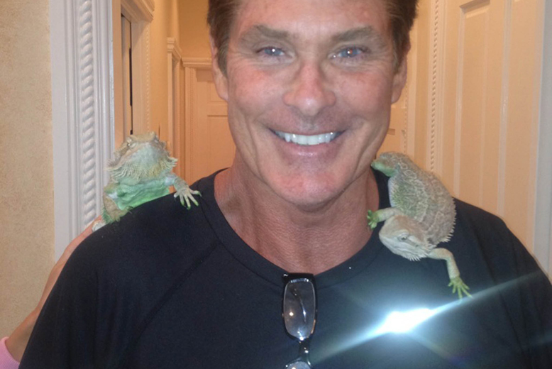 David Hasselhoff har skaffat sig två nya kompisar. David Hasselhoff har skaffat sig två nya kompisar.