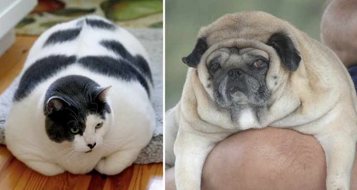 övervikt, Hund, Katt