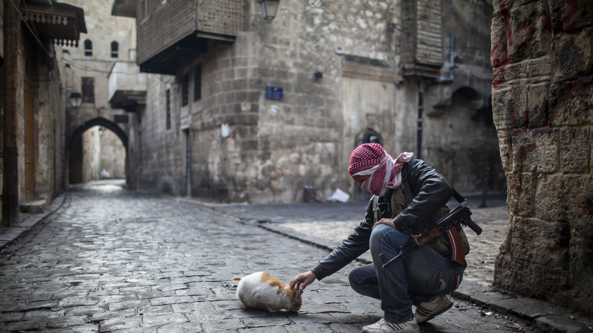 En tyst paus i kaoset. En soldat från fria syriska armén klappar en katt i Aleppo, januari 2013. 