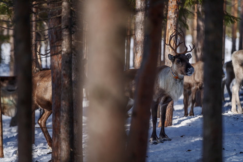 Stig Persson har haft renar i hela sitt liv. Problem med tillgången till bete gör att han har några av sina renar i en hage där de får äta pellets. Andra strövar fritt i skogen.