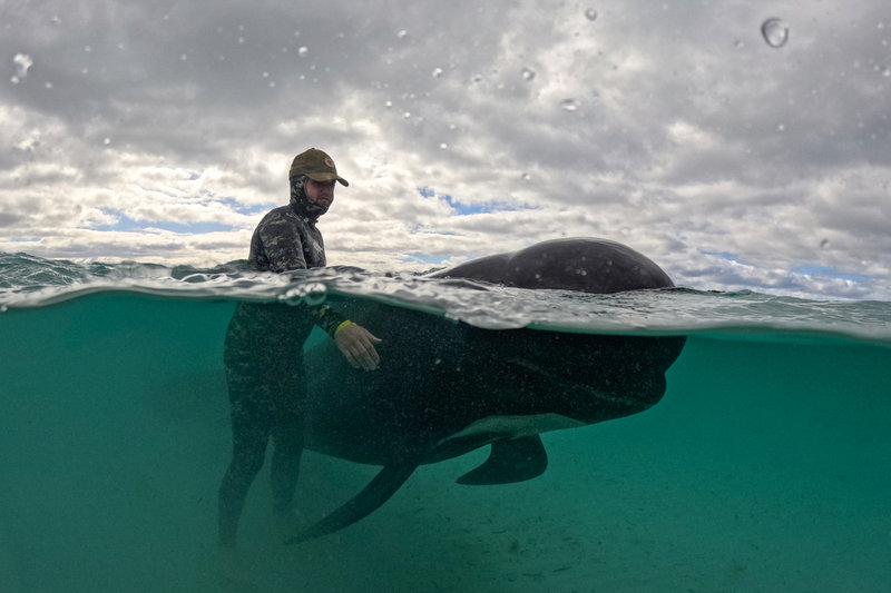 En långfenad grindval i västra Australien 2023. Grindvalar strandar inte sällan i stora grupper, sannolikt till följd av navigationssvårigheter.