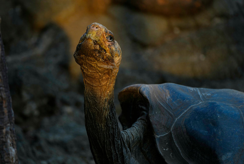 Sköldpaddor är en särskilt utsatt reptilart. Arkivbild från Galapagosöarna.