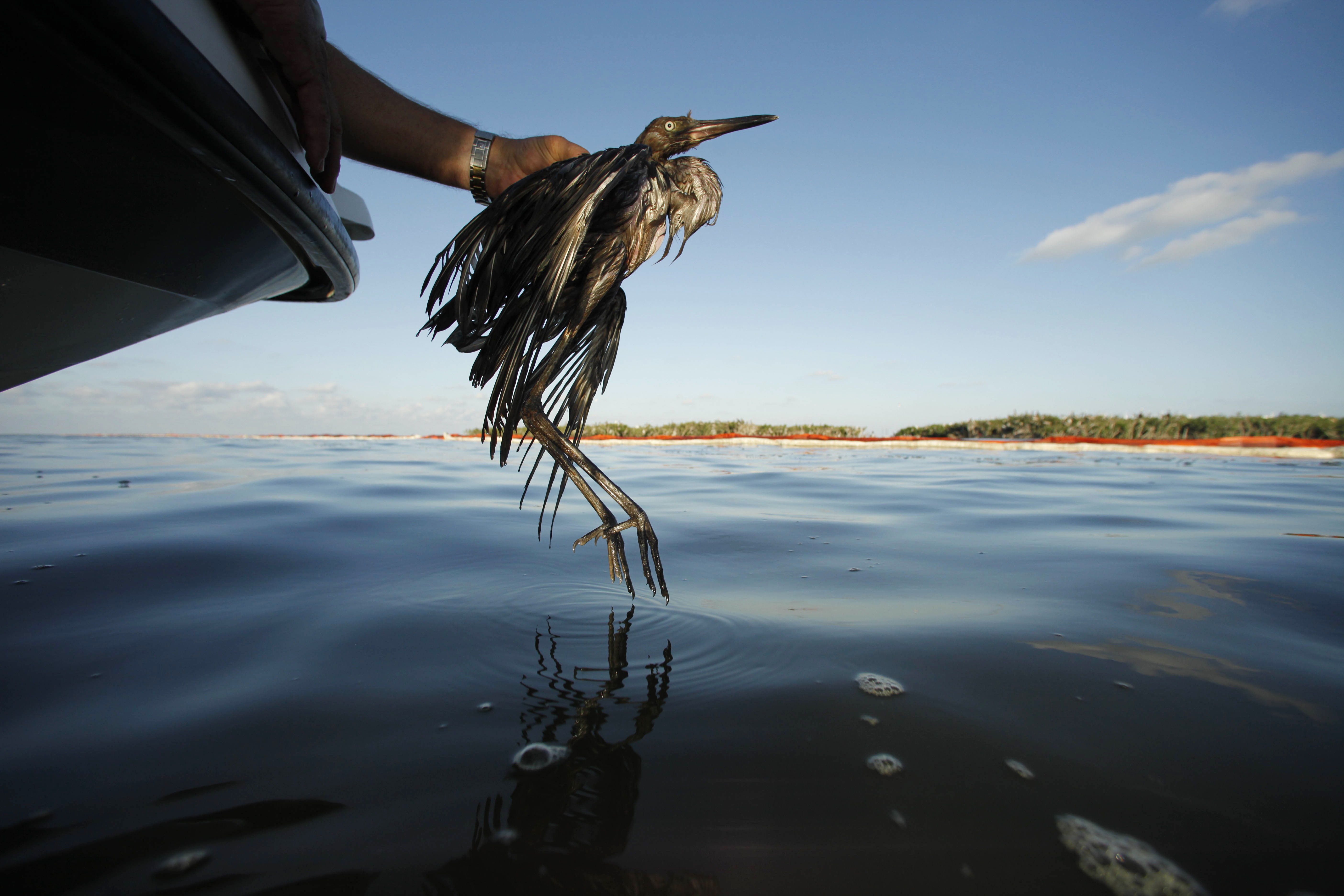 Totalt 1 117 fåglar uppskattas ha dött på grund av BP:s oljeutsläpp.