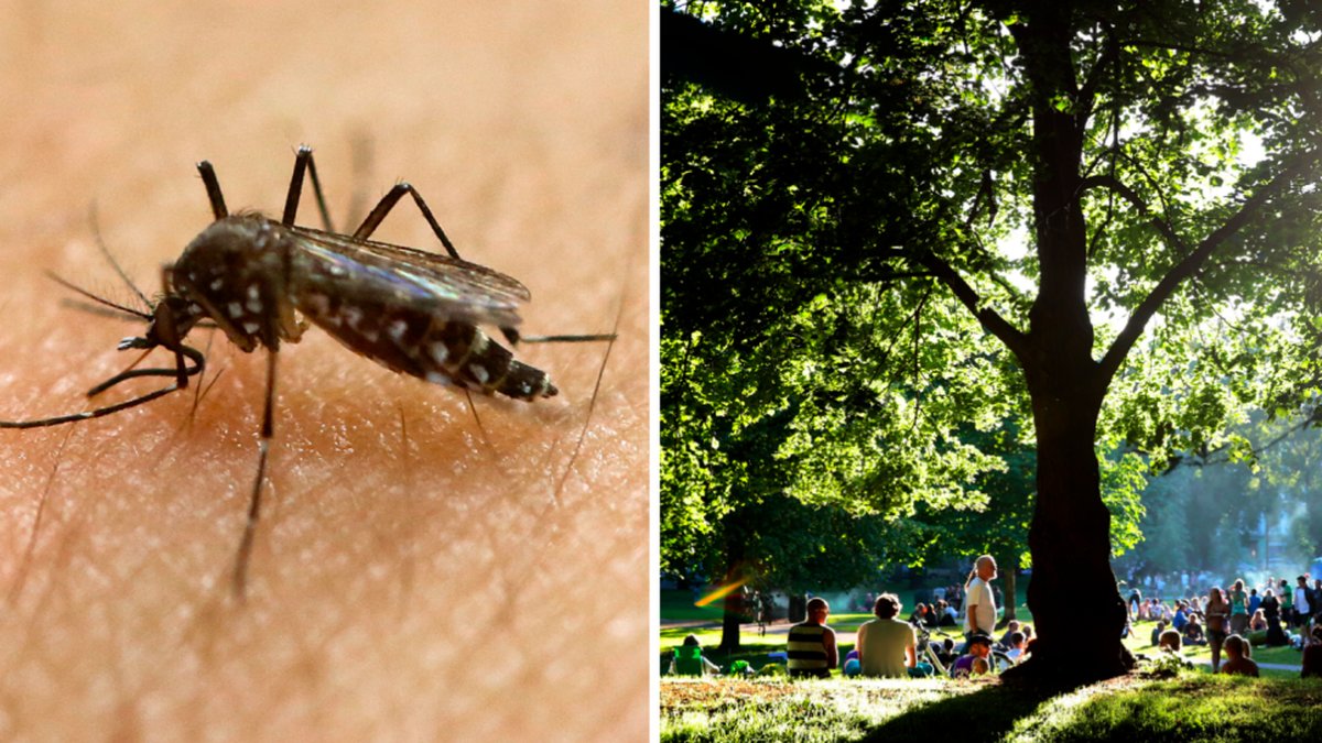 Visste du att myggor dras till öl och gravida?