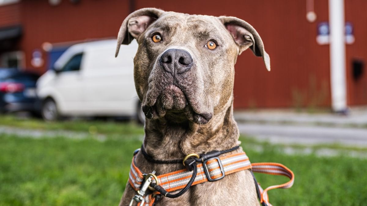 Ny lagändring – så påverkas du som hundägare