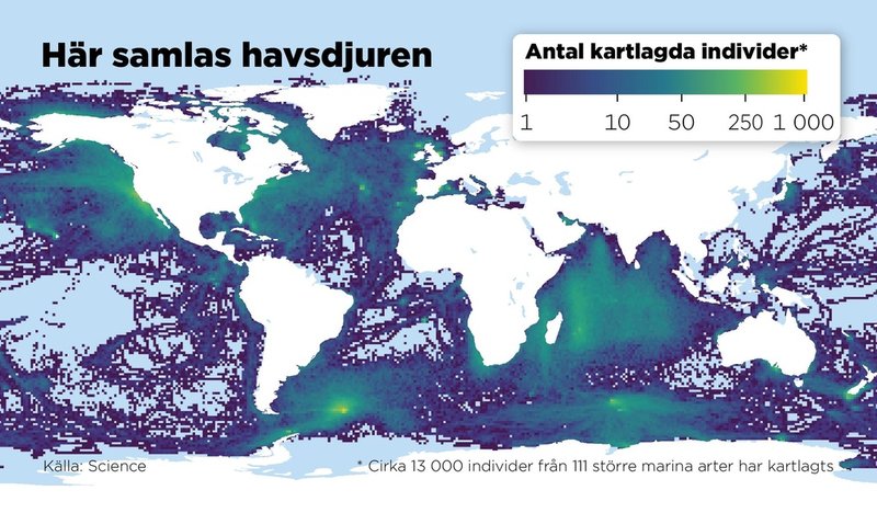 De gulgröna områdena har högst förekomst av havsdjur.