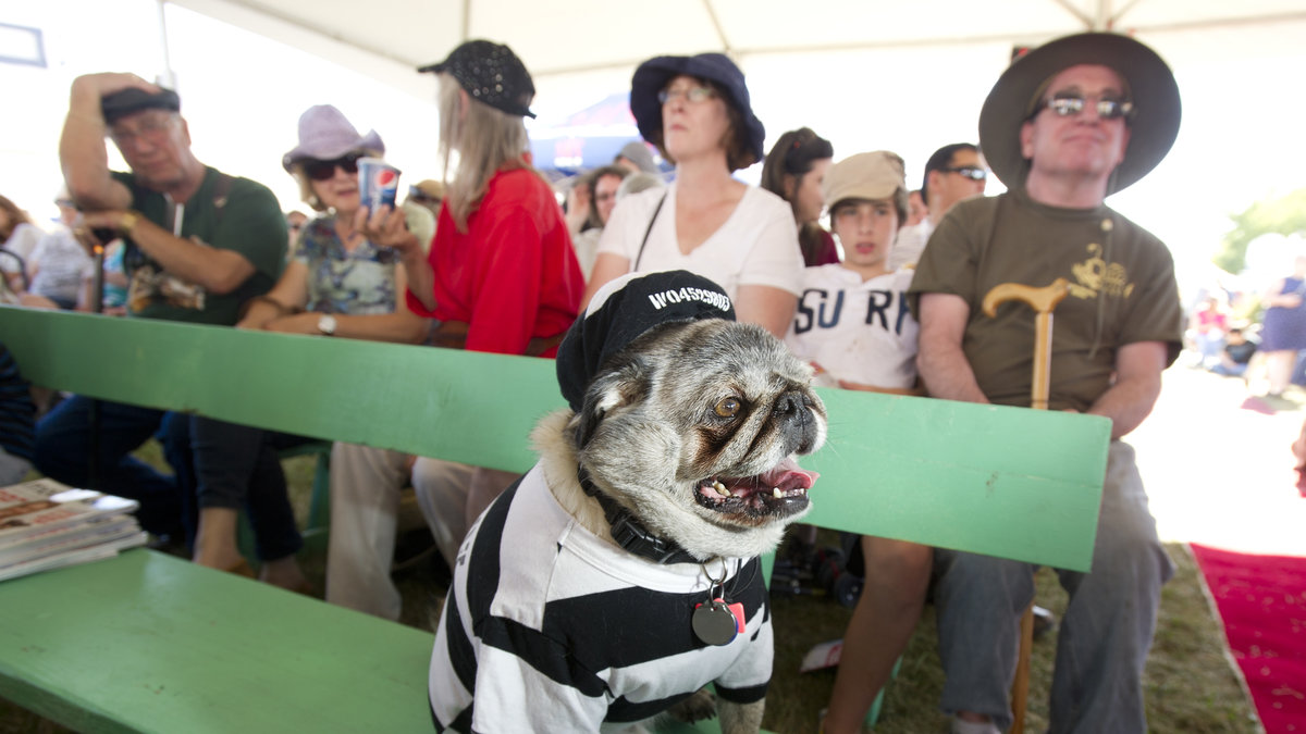 Det här är Grovie en tioårig mops som var med och tävlade om att bli världens fulaste hund 2013.
