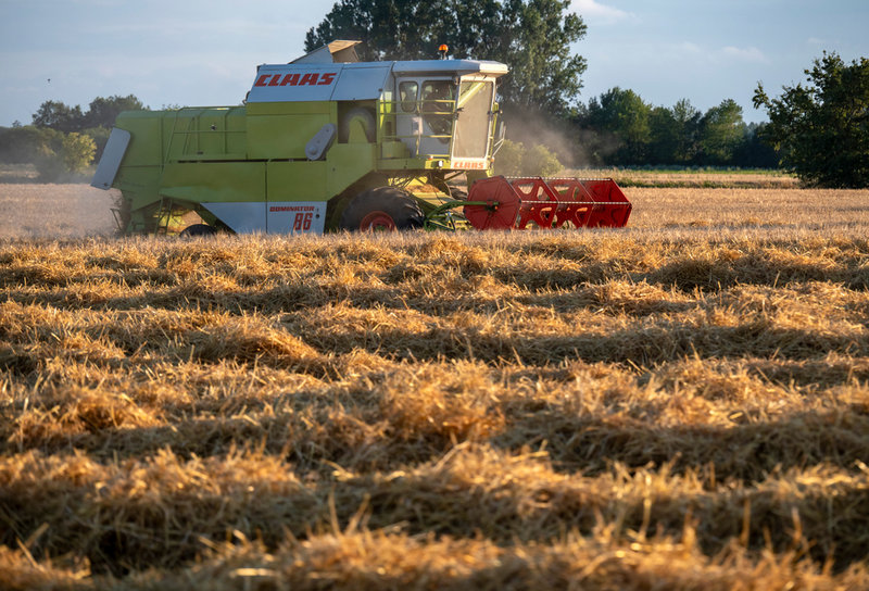 Spannmål är den största källan till energi och protein i de grödor som odlas i Sverige. Det mesta som konsumeras i dag är i form av vetemjöl (där grodd och kliet tas bort), men forskarna har räknat med att hela spannmålskornet kan ätas. Arkivbild.