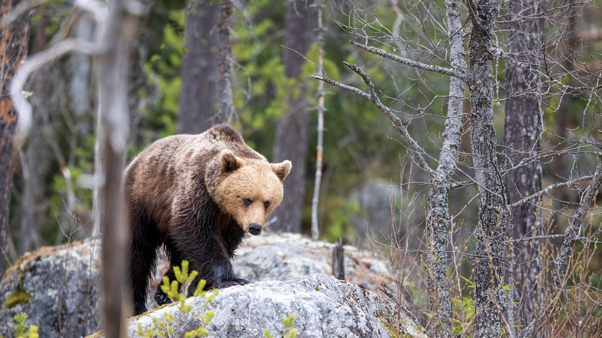 Under måndagen uppmanade myndigheter invånare att inte röra sig utanför bostadsområden, särskilt under morgonen och kvällen, på grund av att björnen fortfarande var lös. Arkivbild från Sverige.
