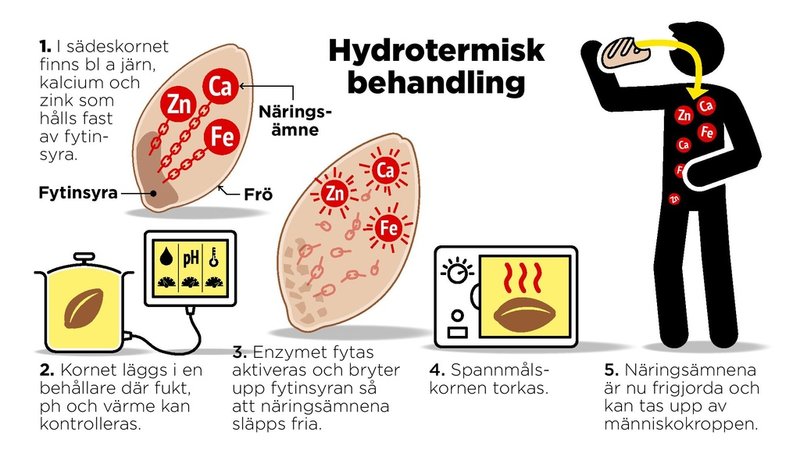 Genom hydrotermisk behandling kan näringsämnen i sädeskorn frigöras. Dessa kan sedan tas upp av människokroppen.