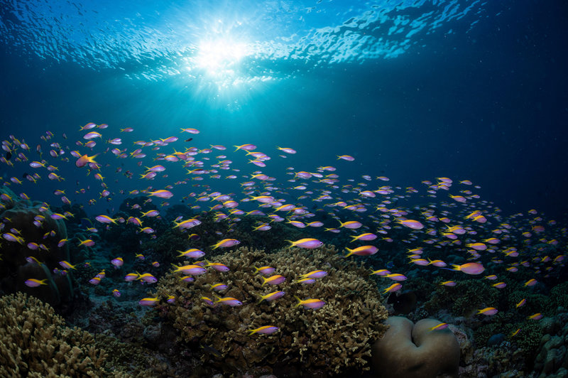 Maldiverna är känt som ett paradis för snorkling och dykning. Arkivbild, tagen inom det brittiska forskningsinitiativet Nekton, från vattnen runt ön Fuvahmulah.