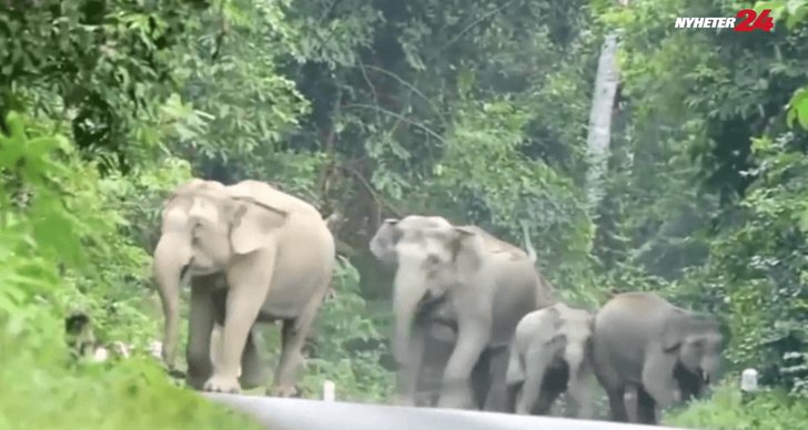 Elefanter, Attack, Thailand