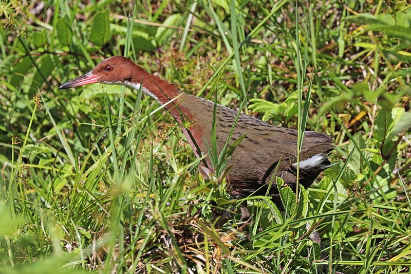Fågel utrotades och återuppstod genom evolutionen Fågel utrotades och återuppstod genom evolutionen