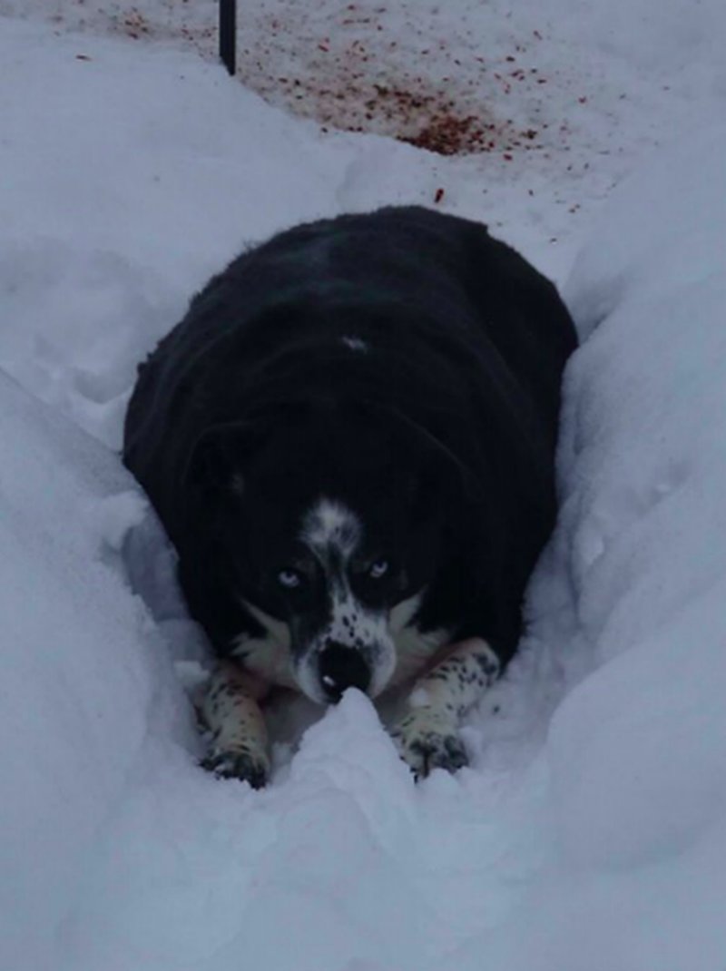 Överviktig hund Överviktig hund
