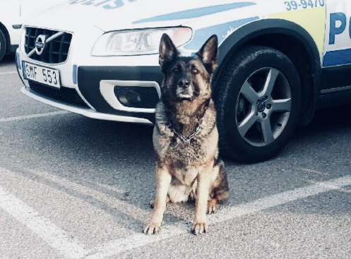 Polishunden doris död Polishunden doris död