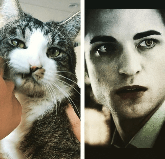 Twilight-hunken Edward Cullen.