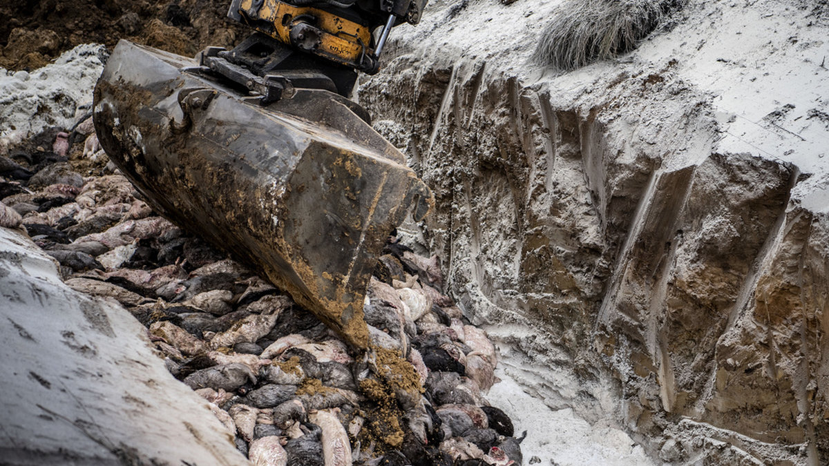 Avlivade minkar grävs ner i en massgrav november 2020. Arkivbild.