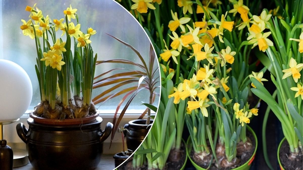 Så ofta ska du vattna dina påskliljor i kruka