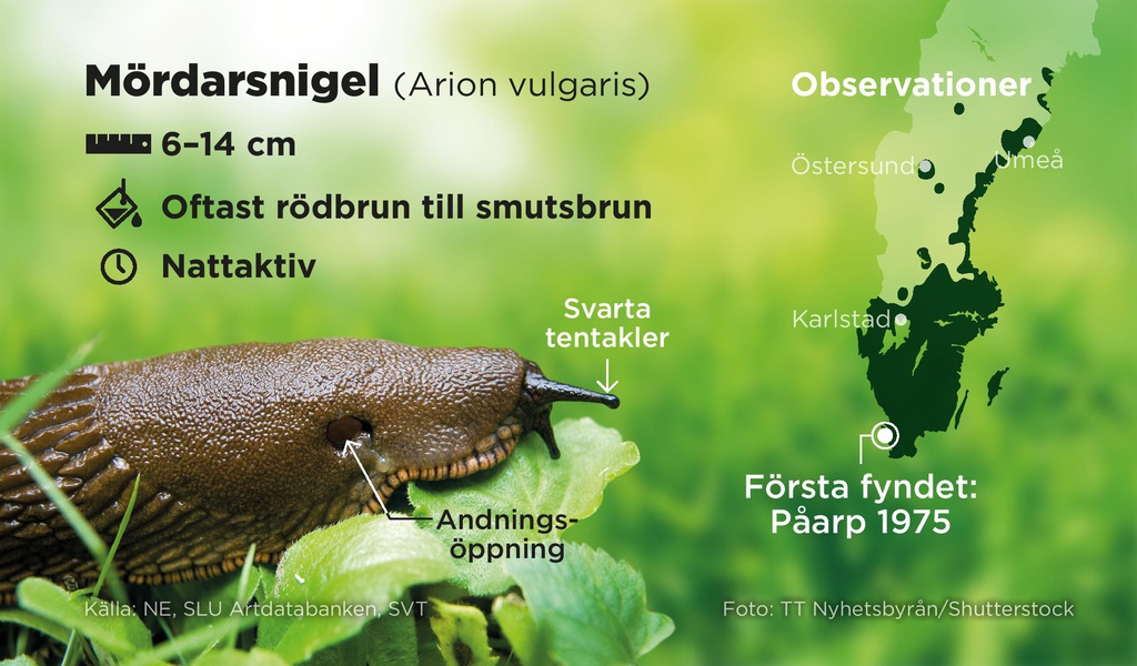 Fighting Killer Snails Effective Strategies and Facts TIme News