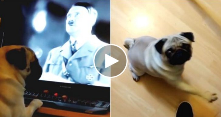 Hund, Nazism