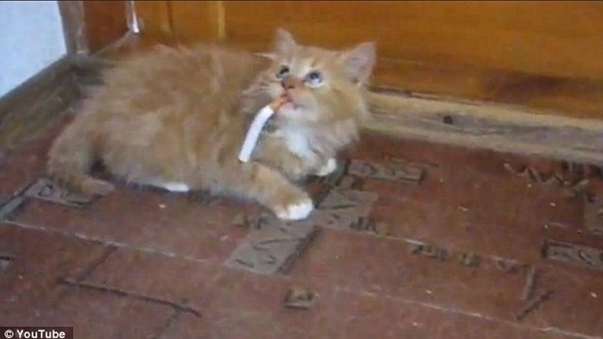 Denna katt vägrar att släppa taget om sin cigarett.
