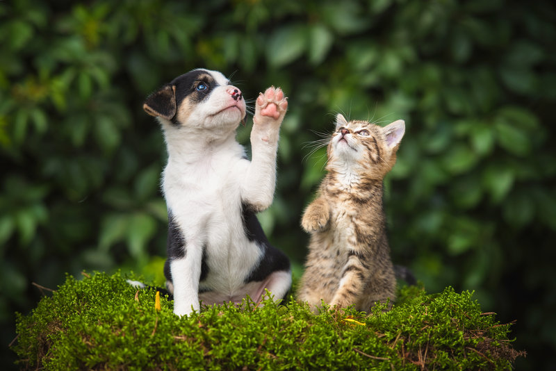 Bildkälla: Shutterstock Bildkälla: Shutterstock