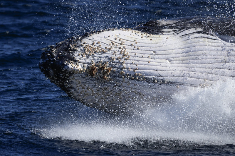 Knölvalen simmar tusentals kilometer mellan polarhaven där den lever sommartid och tropiska hav där den fortplantar sig vintertid. Knölvalen på bilden fångades på bild utanför Port Stephens i Australien.