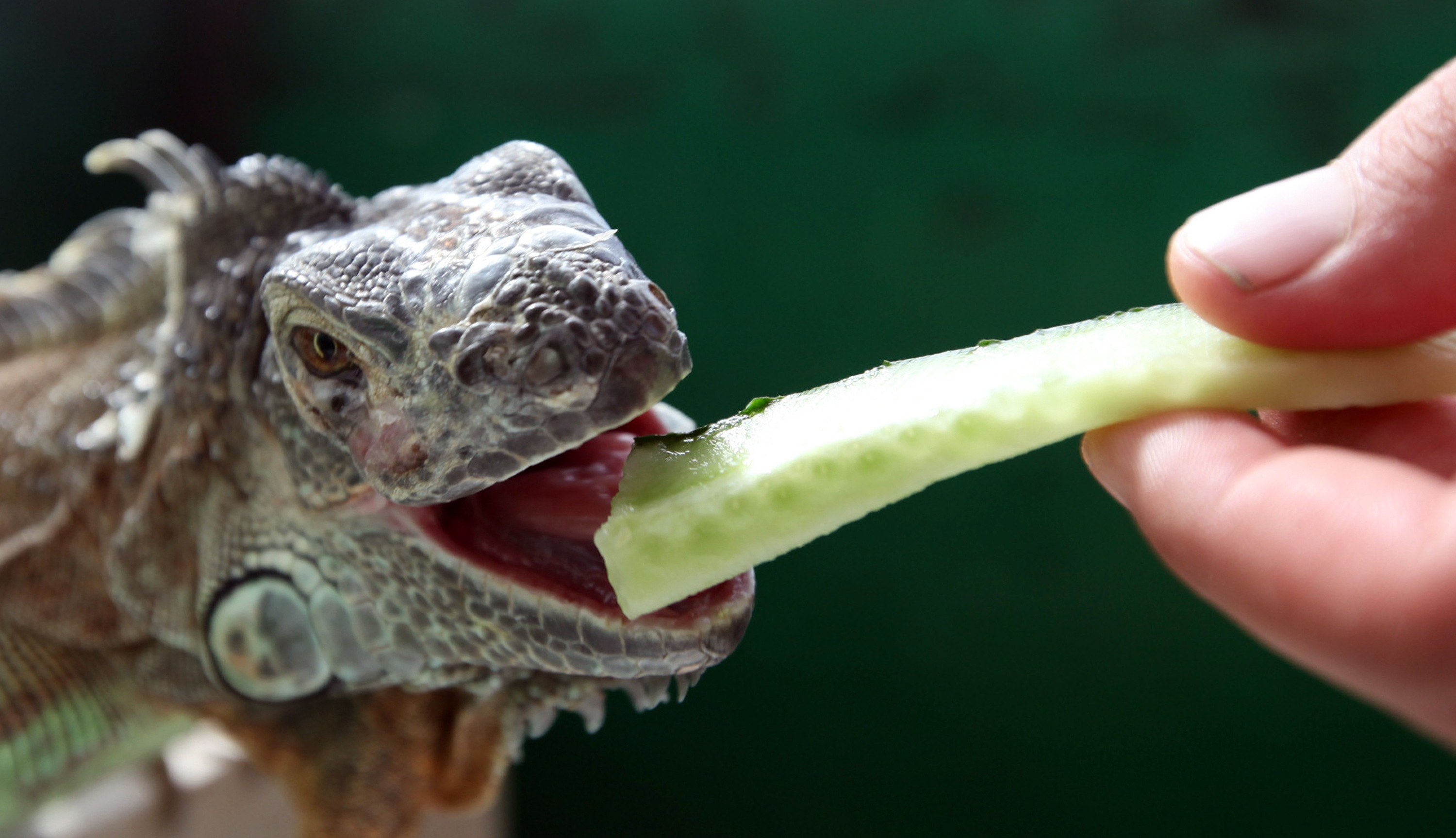 Leguaner är grönsaks- och fruktätare.