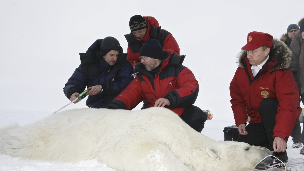 Deltar i ett forkarprojekt på Arktis. Här med en nedsövd isbjörn. 