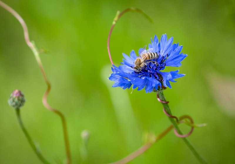 Bin och fjärilar hotas av utrotning. Om utvecklingen fortsätter finns risk att vi inte längre kan pollinera viktiga grödor som till exempel nötter, frukt och grönsaker. Arkivbild.