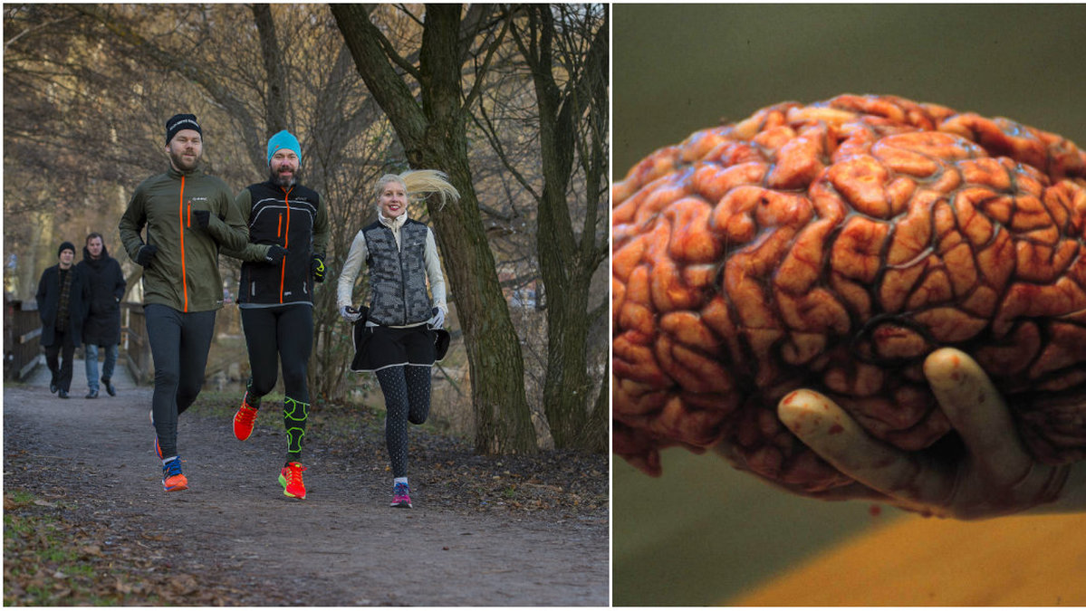 Visste du att hjärnans storlek hör ihop med motion? 