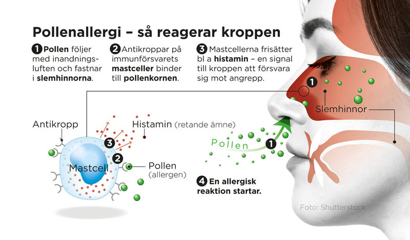Det här händer i kroppen vid en allergisk reaktion.