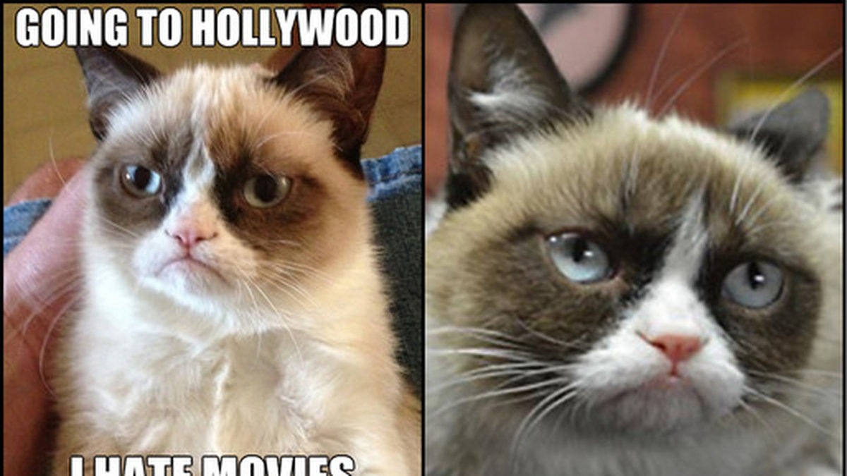 Grumpy cat till Hollywood – men hur gärna vill hon egentligen bli skådis?