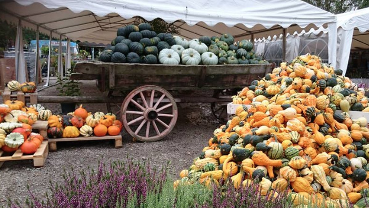 Farmen säljer grönsaker, frukt och blommor och är ett väldigt populärt utflyktsmål.