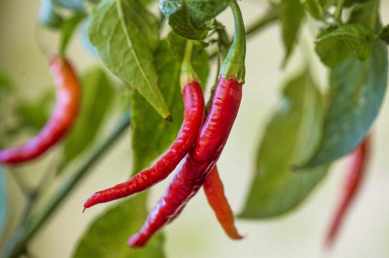 Chili är särskilt känsligt för pyralider. Arkivbild.