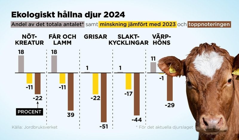 Andel av djurslagens bestånd som var ekologiskt hållna år 2024 samt minskningen jämfört med 2023 och toppnoteringen för respektive kategori.