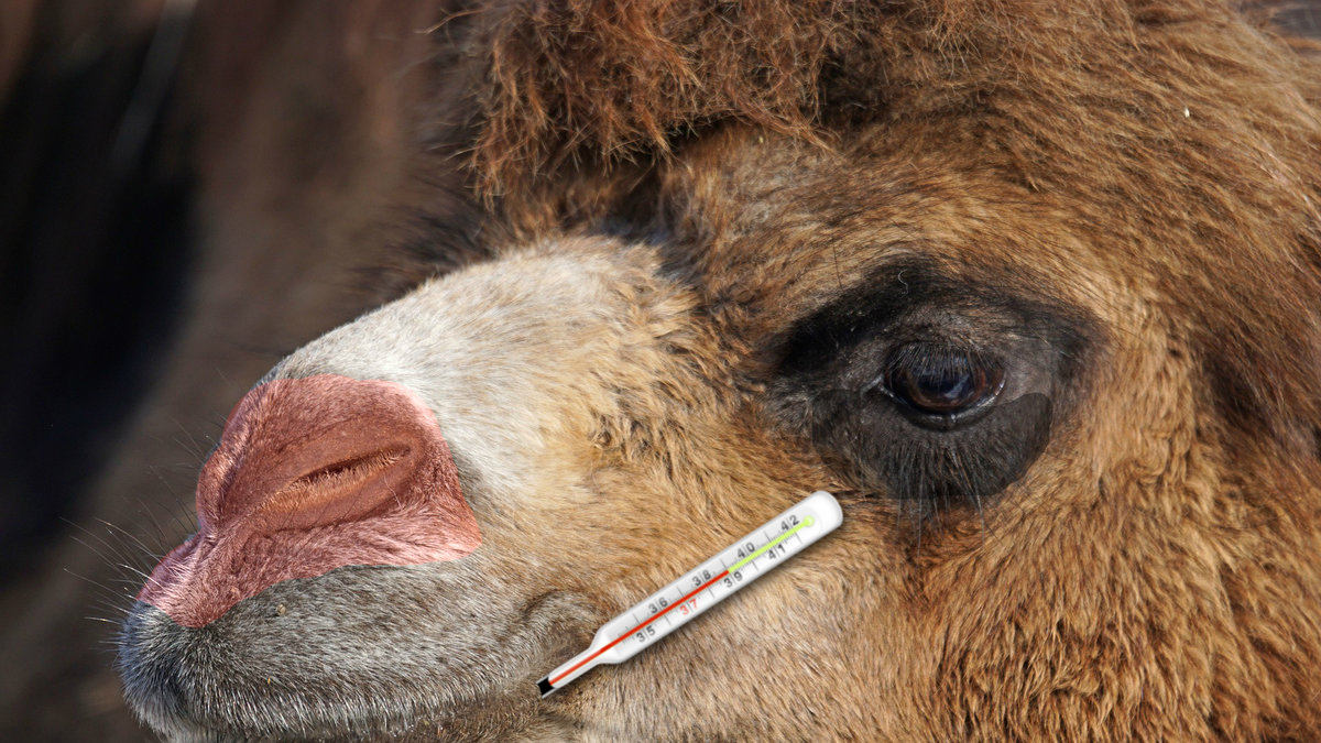 Förkylningar härstammar från kameler, men det finns farligare sjukdomar att oroa sig för.