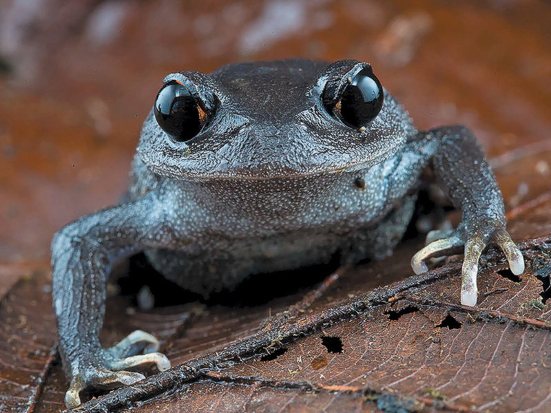 Leptobrachium lunatum är en nyupptäckt groda med stort huvud och som lever i Vietnam och Kambodja.
