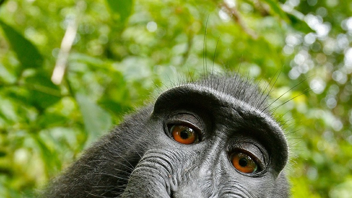 En selfie av en apa.