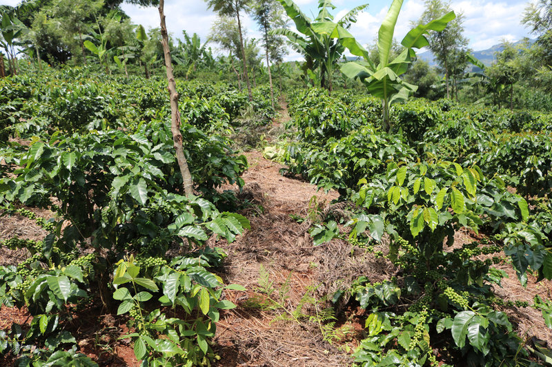 Ett numera välskött kaffeplantage i Mbinga i Tanzania. 400 000 kaffebönder finns i Tanzania, som producerar omkring 1,5 miljoner kaffesäckar per år.