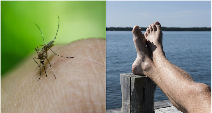 myggor, Torka, mindre, Värme