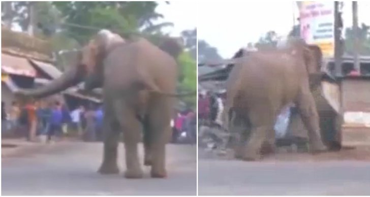 Elefant, Indien