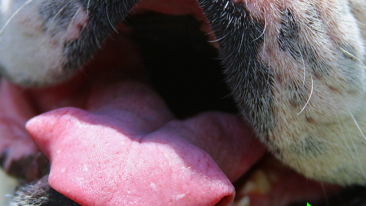 I en hunds mun finns massor av bakterier, och vissa kan vara farliga