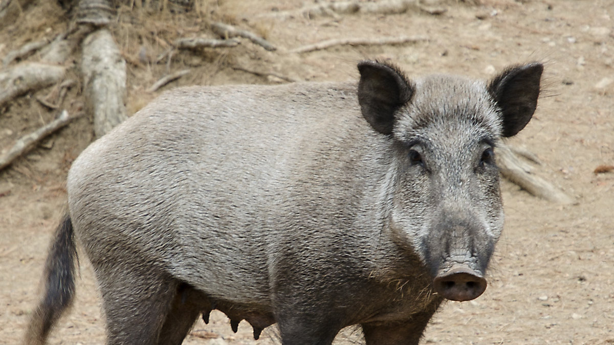 Jakt. Om vildsvin sabbar din åker kan du skaffa en Dehogaflier som använder värmekameror för att se vart svinen befinner sig på natten så att du kan jaga dem. 